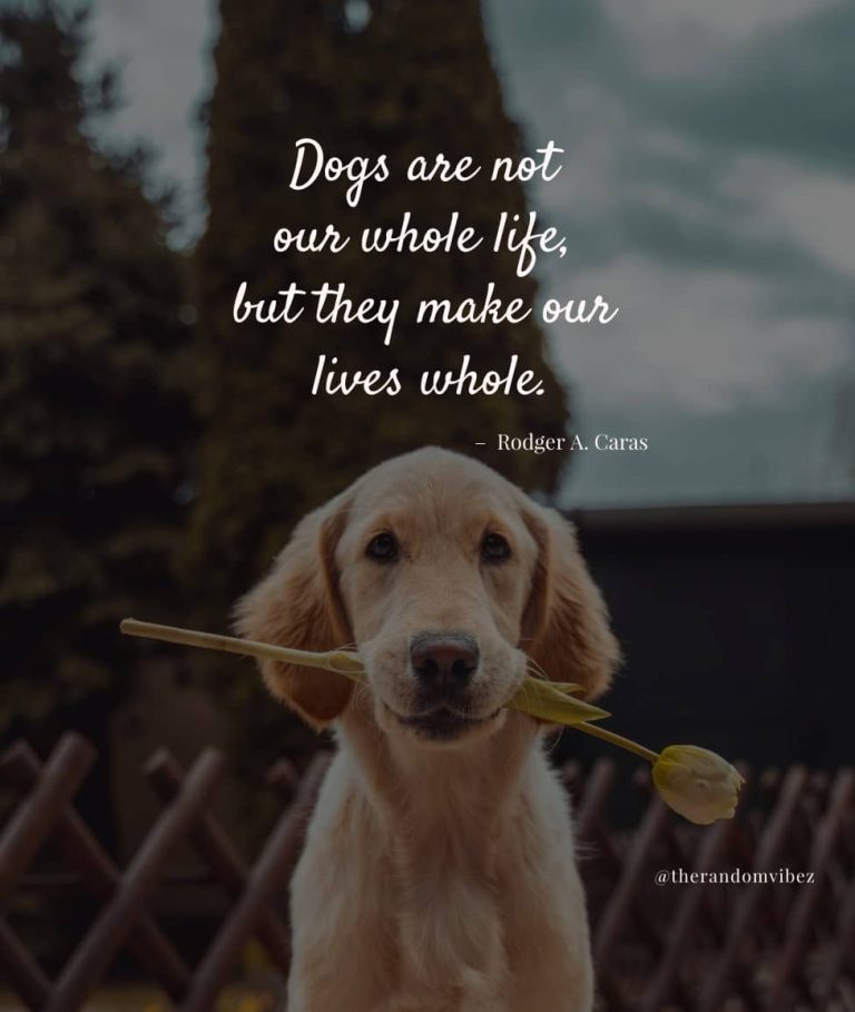 Best Quotes About Dogs For Your Fur-Ever Friend – The Random Vibez