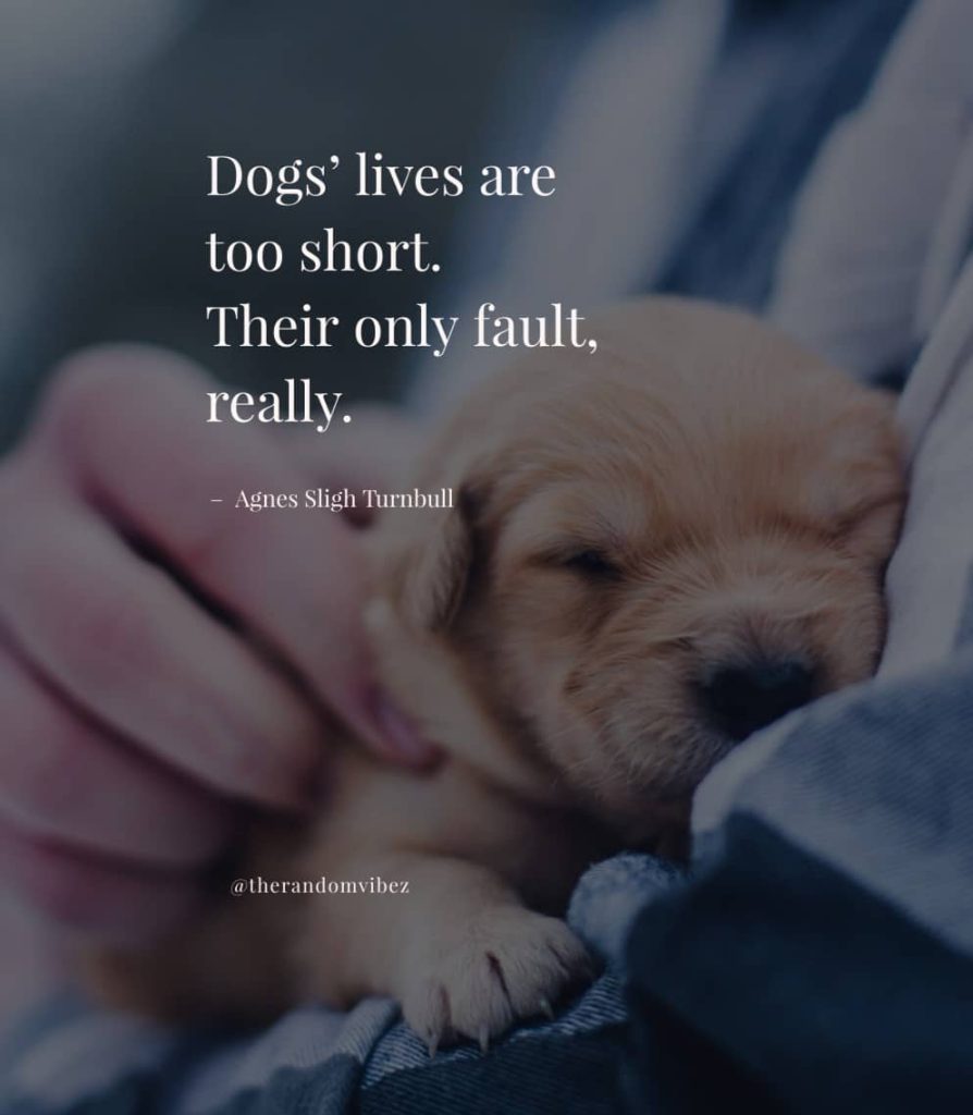 Best Quotes About Dogs For Your Fur-Ever Friend – The Random Vibez