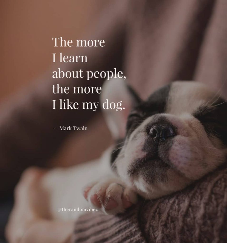 Best Quotes About Dogs For Your Fur-Ever Friend – The Random Vibez