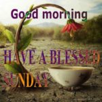 Inspirational Blessed Sunday Quotes, Sayings and Images – The Random Vibez