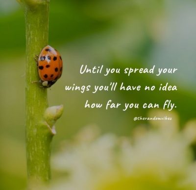 35 Ladybug Quotes, Sayings, Phrases To Inspire You – The Random Vibez